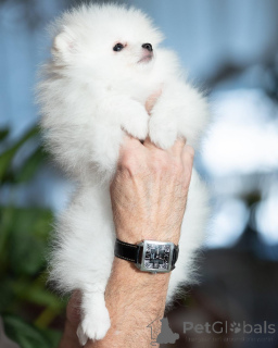 Zdjęcie №3. Pomorskie szprychy. Niemcy