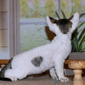 Zdjęcie №3. Devon Rex Kätzchen Zur Adoption Verfügbar. Niemcy