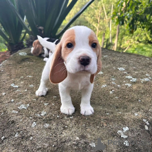 Dodatkowe zdjęcia: Doskonałe rasowe, zdrowe szczenięta rasy beagle