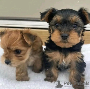 Zdjęcie №1. yorkshire terrier - na sprzedaż w Helsinki | 1465zł | Zapowiedź №117308