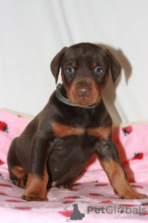 Zdjęcie №1. doberman - na sprzedaż w Bamberg | negocjowane | Zapowiedź №167548