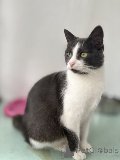 Zdjęcie №1.  - na sprzedaż w Mińsk | Bezpłatny | Zapowiedź № 156450