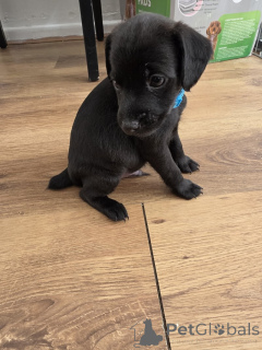 Zdjęcie №1. patterdale terrier - na sprzedaż w Feldkircch | negocjowane | Zapowiedź №170083