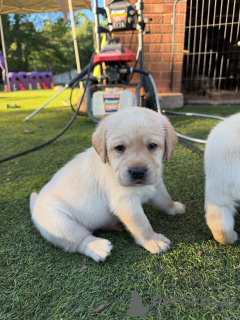 Zdjęcie №3. Uroczy, żółty szczeniak labrador retriever. Zabawny, zdrowy i gotowy na. Luksemburg