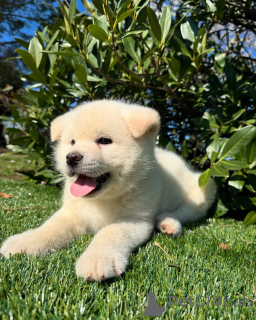 Zdjęcie №1. akita amerykańska - na sprzedaż w Hamburg | negocjowane | Zapowiedź №160854