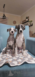 Zdjęcie №2 do zapowiedźy № 161486 na sprzedaż  chart perski - wkupić się Serbia 