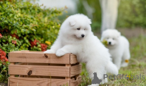 Zdjęcie №1. samojed (rasa psa) - na sprzedaż w GOTHENBURG | negocjowane | Zapowiedź №175064