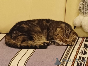 Zdjęcie №3. Uwaga! Pilnie szukam domu, cudownego kota Richarda!. Federacja Rosyjska