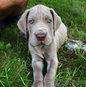 Zdjęcie №1. dog niemiecki - na sprzedaż w Amsterdam | 3348zł | Zapowiedź №160799