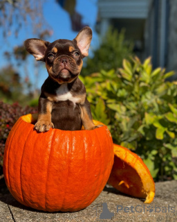 Zdjęcie №1. buldog francuski - na sprzedaż w Monachium | 3348zł | Zapowiedź №150638