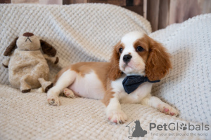 Dodatkowe zdjęcia: Szczenięta Cavalier King Charles Spaniel