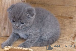 Zdjęcie №1. scottish fold - na sprzedaż w Cortrack | Bezpłatny | Zapowiedź № 165682
