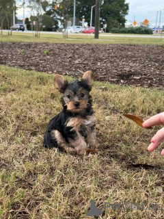 Zdjęcie №1.  - na sprzedaż w Donji Miholjac | negocjowane | Zapowiedź №161252