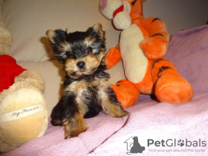 Zdjęcie №1. yorkshire terrier - na sprzedaż w Kolonia | Bezpłatny | Zapowiedź №95098