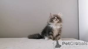 Zdjęcie №3. Chatons sibériens à vendre. Belgia