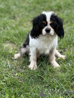 Zdjęcie №1. cavalier king charles spaniel - na sprzedaż w Mińsk | negocjowane | Zapowiedź №168616