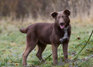 Zdjęcie №4. Sprzedam pies nierasowy w Москва. prywatne ogłoszenie - cena - Bezpłatny