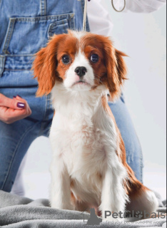 Zdjęcie №4. Sprzedam pies nierasowy w Mińsk. hodowca - cena - 1981zł