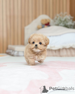 Zdjęcie №2 do zapowiedźy № 163588 na sprzedaż  maltipu - wkupić się Niemcy hodowca