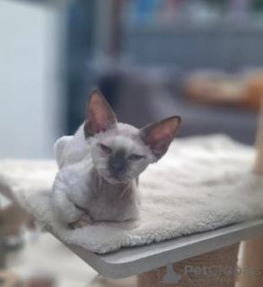 Zdjęcie №1. devon rex - na sprzedaż w Monachium | negocjowane | Zapowiedź № 160378