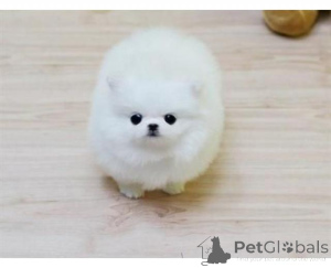 Zdjęcie №1. szpic miniaturowy - na sprzedaż w Frankenberg | negocjowane | Zapowiedź №161030