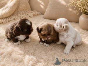 Zdjęcie №1. shih tzu - na sprzedaż w Kokkola | negocjowane | Zapowiedź №169168
