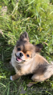 Zdjęcie №2. Usługi krycia pies nierasowy. Cena - negocjowane