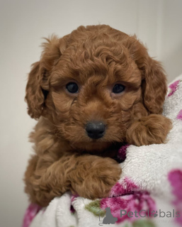 Zdjęcie №4. Sprzedam cavalier king charles spaniel w Feldkirch. hodowca - cena - 1866zł