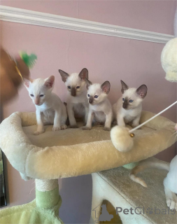 Zdjęcie №1. kot syjamski - na sprzedaż w Bietigheim-Bissingen | 1674zł | Zapowiedź № 153103