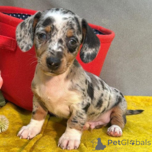 Zdjęcie №2 do zapowiedźy № 166173 na sprzedaż  jamnik - wkupić się Niemcy prywatne ogłoszenie