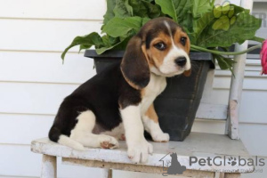 Zdjęcie №1. beagle (rasa psa) - na sprzedaż w Porto | Bezpłatny | Zapowiedź №28507