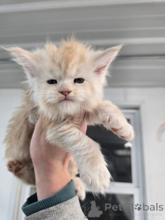 Zdjęcie №4. Sprzedam  w Aalen. hodowca - cena - negocjowane