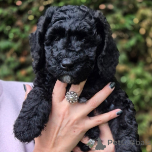 Zdjęcie №2 do zapowiedźy № 174893 na sprzedaż  labradoodle - wkupić się Francja 