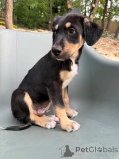 Zdjęcie №2 do zapowiedźy № 147054 na sprzedaż  nagi pies meksykański - wkupić się Belgia hodowca