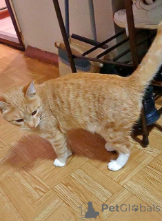 Zdjęcie №2 do zapowiedźy № 162779 na sprzedaż   - wkupić się Federacja Rosyjska prywatne ogłoszenie