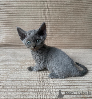 Zdjęcie №1. devon rex - na sprzedaż w Kilburg | 1674zł | Zapowiedź № 178035