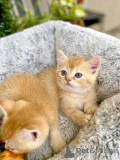 Zdjęcie №2 do zapowiedźy № 140155 na sprzedaż  scottish fold - wkupić się USA prywatne ogłoszenie