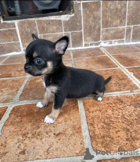 Zdjęcie №1. chihuahua (rasa psów) - na sprzedaż w Waszyngton | 3707zł | Zapowiedź №176016