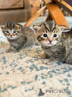 Zdjęcie №3. Super piękne rasowe Bengals.. Australia