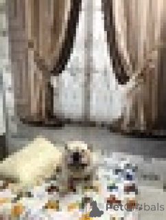 Zdjęcie №4. Hotel dla zwierząt w Federacja Rosyjska. Zapowiedź № 135193