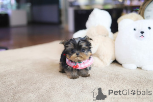 Zdjęcie №3. Dean Janet Kay Puppies House. USA