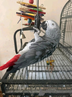 Zdjęcie №1.  - na sprzedaż w Ohio | 4171zł | Zapowiedź №161305