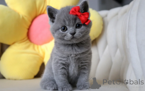 Zdjęcie №3. Kociak brytyjski krótkowłosy już dostępny. Niemcy