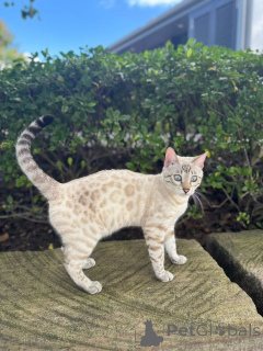 Zdjęcie №1. kot bengalski - na sprzedaż w Mikkeli | 3588zł | Zapowiedź № 152946