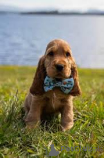 Zdjęcie №1. cocker spaniel angielski - na sprzedaż w Rotterdam | 3348zł | Zapowiedź №165591