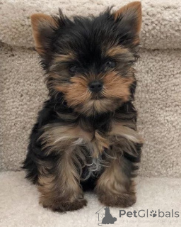 Zdjęcie №3. Yorkshire Terrier. Niemcy