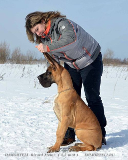 Zdjęcie №1. dog niemiecki - na sprzedaż w Moskwa | Negocjowane | Zapowiedź №1541