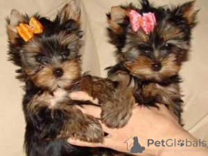 Zdjęcie №1. yorkshire terrier - na sprzedaż w Frankfurt | Bezpłatny | Zapowiedź №160343