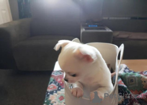 Zdjęcie №3. Wspaniałe szczenięta. Gotowe teraz. Niemcy