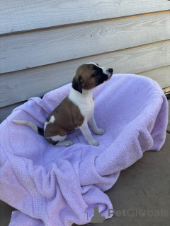 Zdjęcie №1. beagle (rasa psa) - na sprzedaż w Москва | 2655zł | Zapowiedź №143907